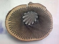 Tree-bound Weaving Image 6