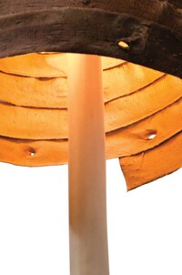 Organic Wooden Lighting Image 4