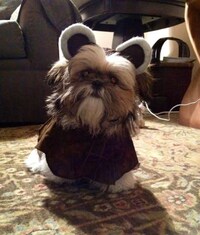 Adorably Dorky Doggies Image 2