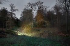 Illuminated Forest Captures