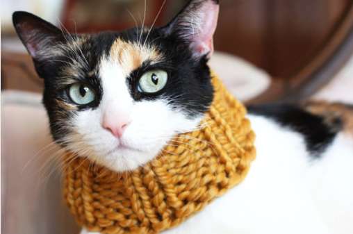 Feline Fashion Accessories