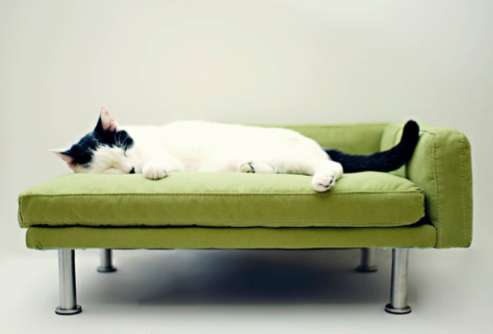 Posh Pet Couches