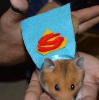 Superhero Rodent Outfits Image 2