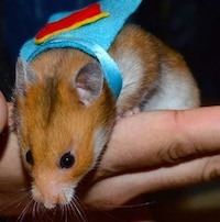 Superhero Rodent Outfits Image 3