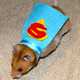 Superhero Rodent Outfits Image 4