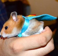 Superhero Rodent Outfits Image 5
