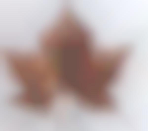 Foliage Canvas