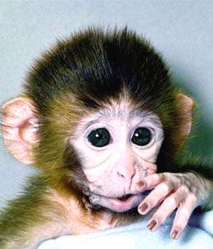 Monkeys As Children