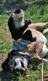 Monkeys As Children Image 2
