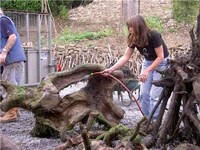 Horses From Driftwood Image 5