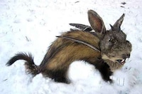Fake Animals Image 2