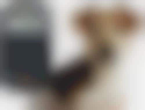 Puppy Temperature Car Monitors