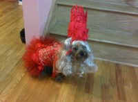 Singing Sensation Pooch Costumes Image 2