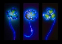 Stunning Images of Nature Electrified Image 2