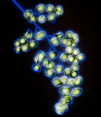 Stunning Images of Nature Electrified Image 4
