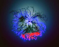 Stunning Images of Nature Electrified Image 5
