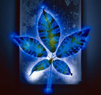 Stunning Images of Nature Electrified Image 6