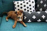 Custom DIY Pillows Image 3