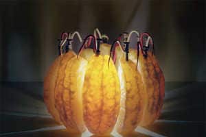 Fruit Energy Sources: The Orange Battery by Caleb Charland Emits a Soft ...