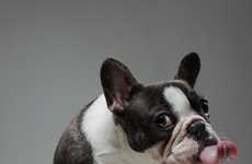 Personified Pooch Portraits