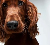 Personified Pooch Portraits Image 2