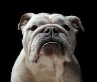 Personified Pooch Portraits Image 3