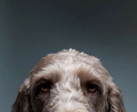Personified Pooch Portraits Image 4