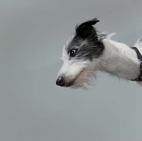 Personified Pooch Portraits Image 5