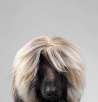Personified Pooch Portraits Image 6