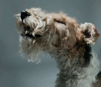 Personified Pooch Portraits Image 7