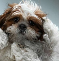 Personified Pooch Portraits Image 8