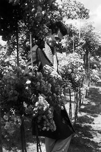 Moody Garden Photgraphy Image 7