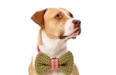 Holiday Pooch Neckties