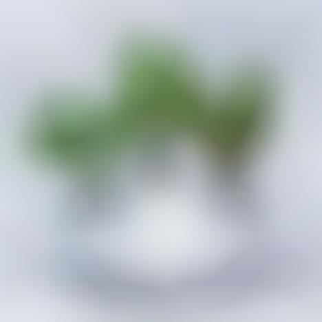 Compact Fogponics Planters