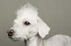 Depressing Dog Depictions