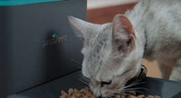 Automated Pet Feeders Image 2