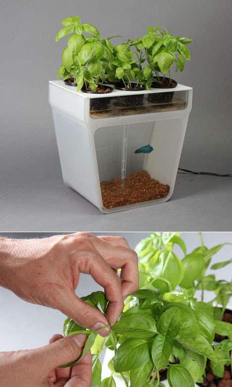 Fishtank-Planter Hybrids