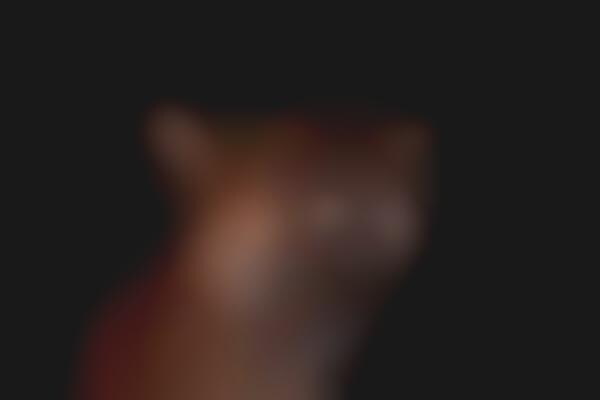 Isolated Safari Animal Portraits