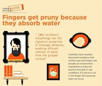 Myth-Busting Infographics Image 2