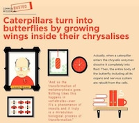 Myth-Busting Infographics Image 4