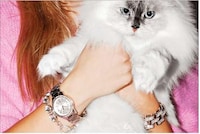 Dazzling Cat Modeling Campaigns Image 2