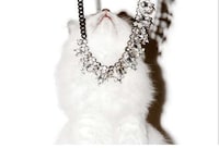 Dazzling Cat Modeling Campaigns Image 3