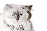 Dazzling Cat Modeling Campaigns Image 4