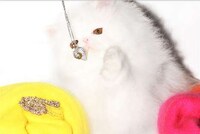 Dazzling Cat Modeling Campaigns Image 5