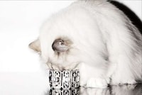 Dazzling Cat Modeling Campaigns Image 6