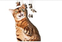 Dazzling Cat Modeling Campaigns Image 7