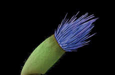Microscopic Vegetation Portraits