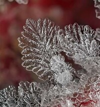 Microscopic Snowflake Pictures Image 2