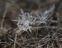 Microscopic Snowflake Pictures Image 4