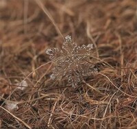 Microscopic Snowflake Pictures Image 5